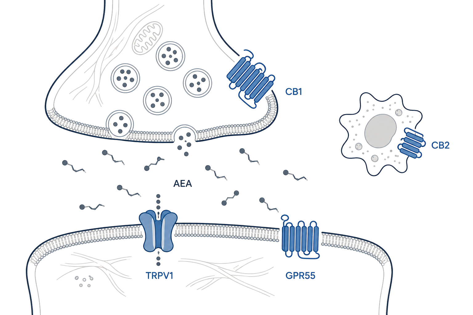 Endocannabinoid system schematic — two neurons separated by a synaptic cleft, showing CB1 on the presynaptic membrane, CB2 on a nearby immune cell, TRPV1 and GPR55 on the postsynaptic membrane, with anandamide (AEA) molecules in the cleft.